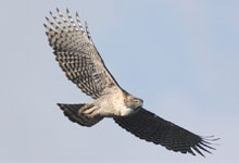 飛翔する「クマタカ」