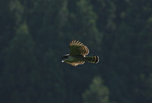 田川ダム猛禽類調査業務